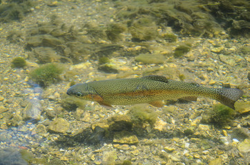 Rainbow trout in clear water