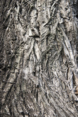 texture of dry tree bark. Close up of brown and gray tree surface with day light for background texture.