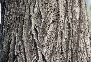 texture of dry tree bark. Close up of brown and gray tree surface with day light for background texture.