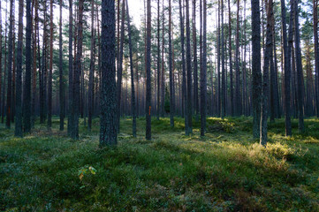 dark and moody forest trees at late evening