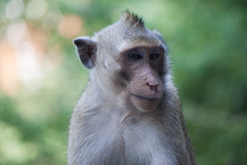 portrait of monkey with green nature for background.