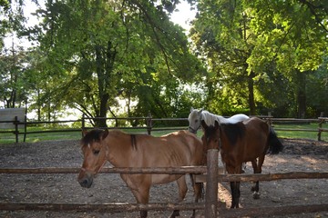 Polskie konie 2 © Sawomir