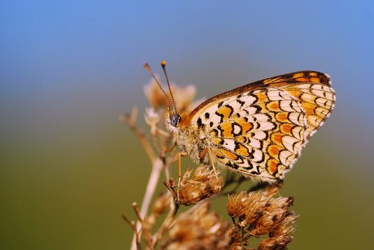 Macro photography of butterfly in nature 