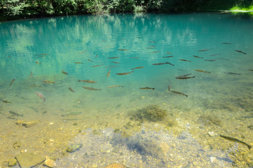 Flock of trout in the clear river