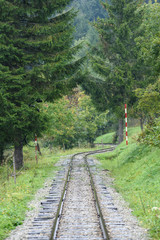 Fototapeta premium wavy railroad tracks in wet summer day in forest