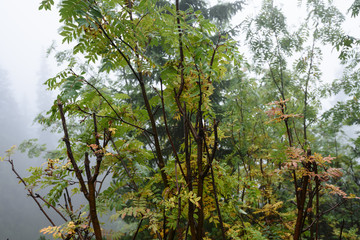Misty wet morning in the woods. forest with tree trunks and tourist trails