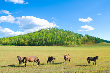 grazing horses at summer field