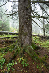 Obraz premium Misty wet morning in the woods. forest with tree trunks and tourist trails