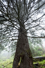 Misty wet morning in the woods. forest with tree trunks and tourist trails