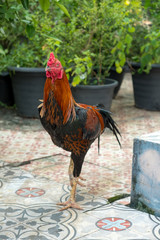 chicken in garden