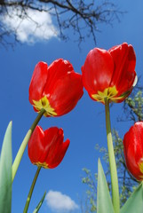 Flowers. Macro photography 