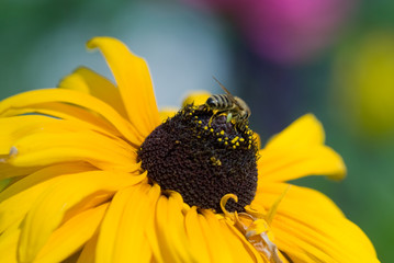 Flowers. Macro photography 