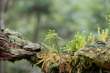 Misty wet morning in the woods. forest with tree trunks and tourist trails