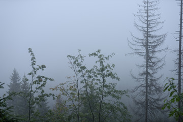 Misty wet morning in the woods. forest with tree trunks and tourist trails