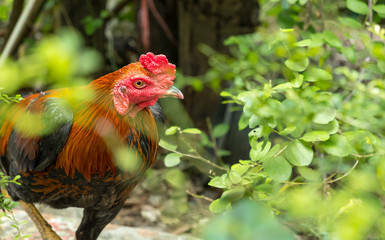 chicken in garden