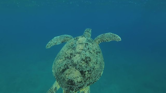 Leucism - Big male Green Sea Turtle (Chelonia mydas) with Remora fish (Echeneis naucrates) eats the sea grass on a sandy bottom, Red sea, Marsa Alam, Abu Dabab, Egypt

