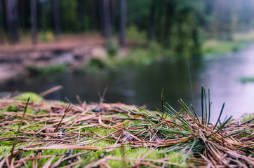Pine needles lying on the moss