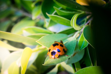 Ladybug