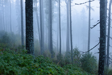 Misty wet morning in the woods. forest with tree trunks and tourist trails in mountain area