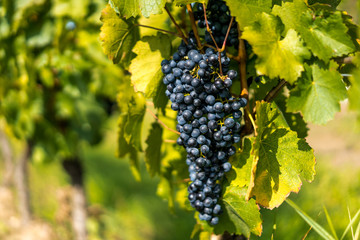 Grapes of red vine on vineyeard
