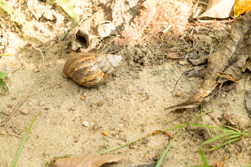 snail on sand