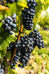 Grapes of red vine on vineyeard