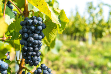 Grapes of red vine on vineyeard