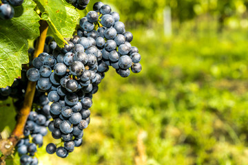 Grapes of red vine on vineyeard