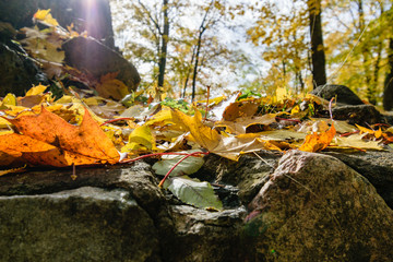 sunny morning in the woods. forest with tree trunks