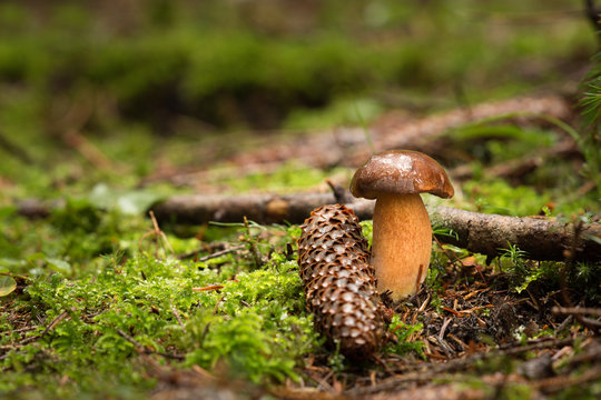 Imleria badia, edible mushrooms