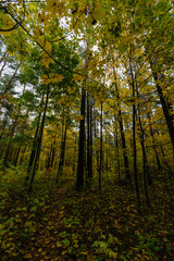 Misty morning in the woods. forest with tree trunks