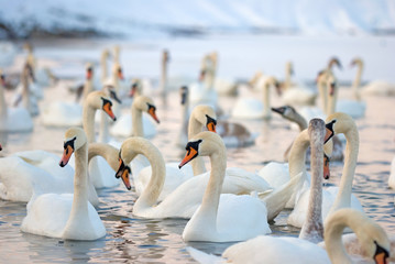 Swans in the winter lake 