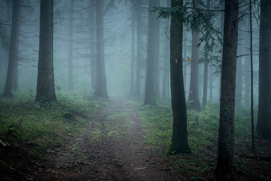 Fototapeta Morning fog on the forest somewhere in europe