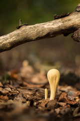 Clavariadelphus pistillaris inedible fungus