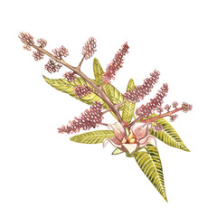 Set of Watercolor botanical illustration. Mango Fruit and flowers isolated on white background.