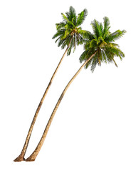 Coconut palm trees