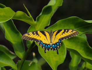 HDR Photo of an Eastern Swallowtail butterfly © Pat Lalli