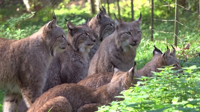Luchsfamilie wartet auf die F&uuml;tterung, Lynx, Luchse, Hunger, hungrig, Rudel, Familie, warten, 4K