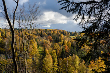 panoramic view of autumn forest