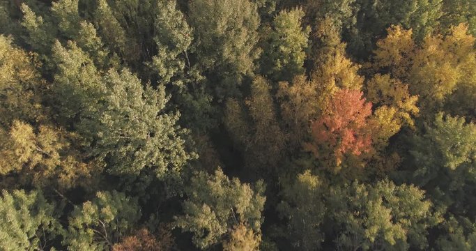 Aerial forward tilt flight over autumn trees in forest