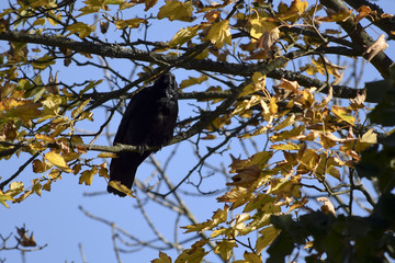 Raven in the golden treetop / crow in the golden treetop