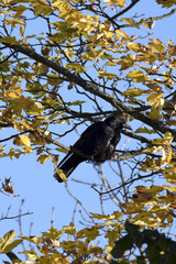Raven in the golden treetop / crow in the golden treetop