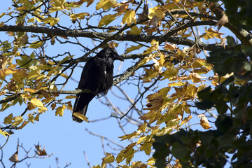 Raven in the golden treetop / crow in the golden treetop