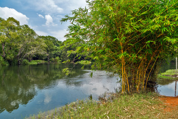 Fototapeta na wymiar bamboo lake river