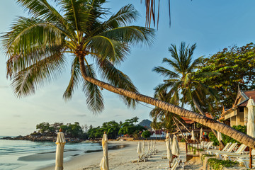 Palm in sand beach.