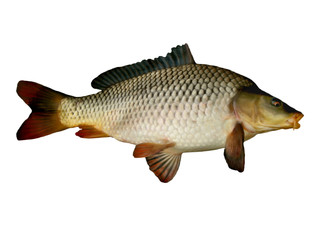 carp big fish close up on a white background