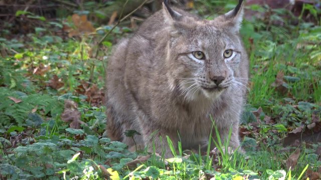 Luchs, Lynx, Raubtier, fressen, Hunger, Fleisch, kauen, Nahrungsaufnahme, Wildtier, 4K