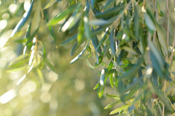 Olijfboom in Italië, oogsttijd. Zonsondergang olijftuin, detail met kopieerruimte voor uw tekst.