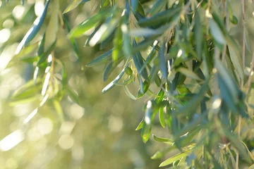Fotobehang Olijfboom Olijfboom in Italië, oogsttijd. Zonsondergang olijftuin, detail met kopieerruimte voor uw tekst.