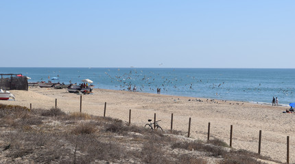 El vuelo de las gaviotas